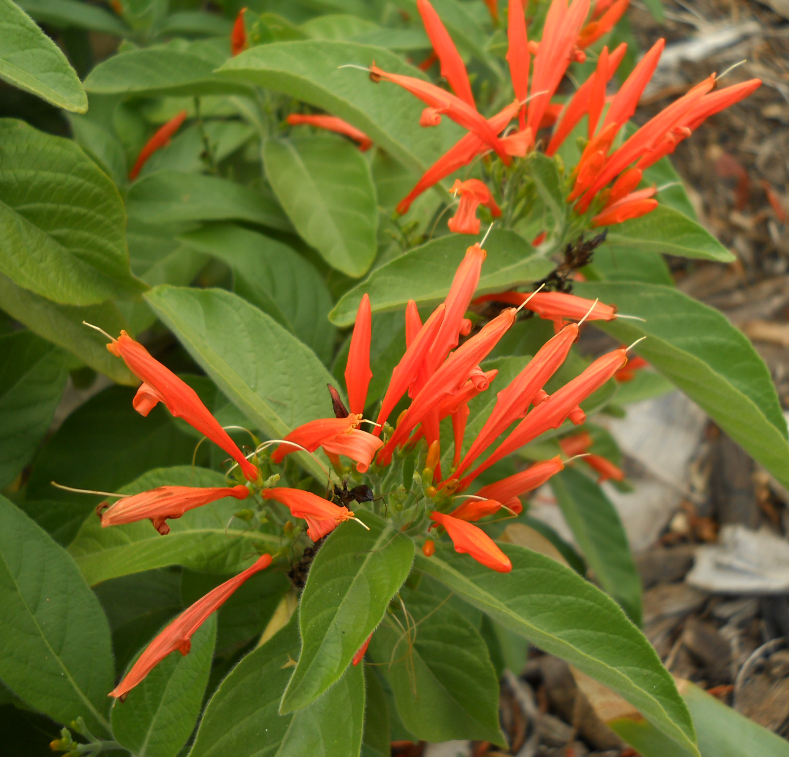 Another Name For Honeysuckle