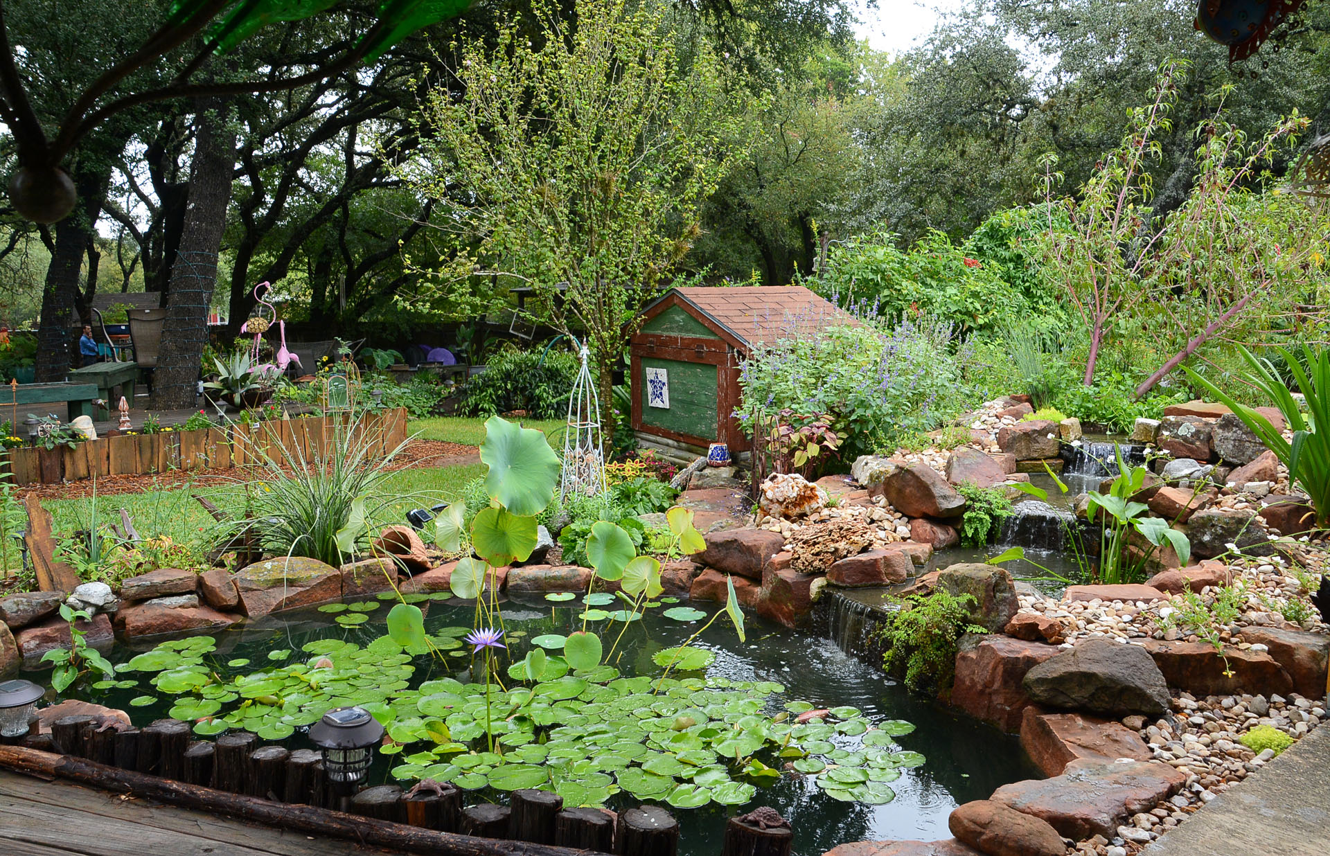 Chile Pequin And Chiltepin Central Texas Gardener