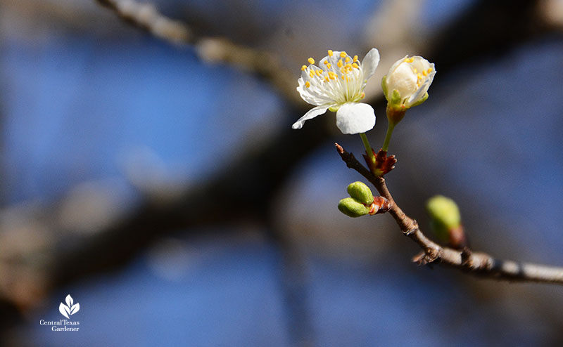 Budding Surprises Central Texas Gardener Batang Tabon