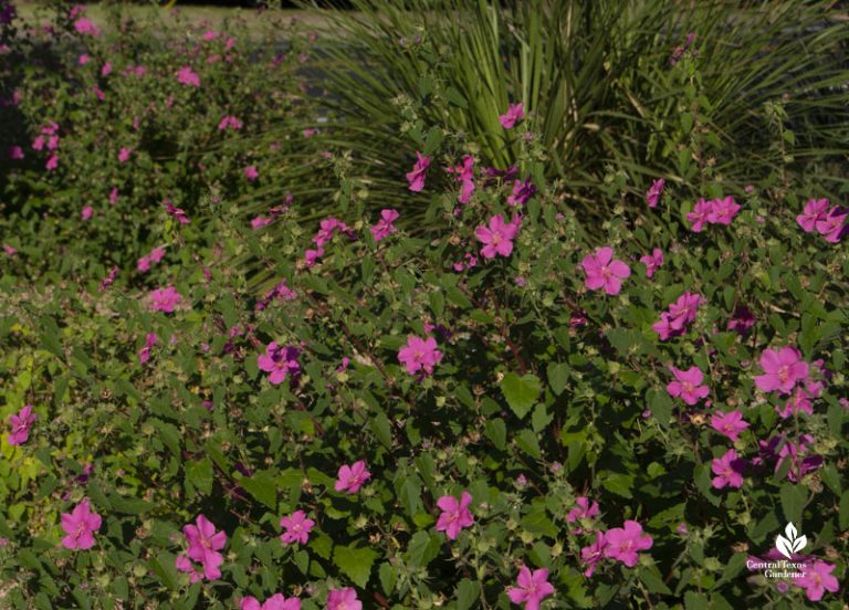 Curb Attraction For Wildlife Central Texas Gardener Batang Tabon