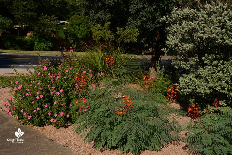 Curb Attraction For Wildlife Central Texas Gardener Batang Tabon