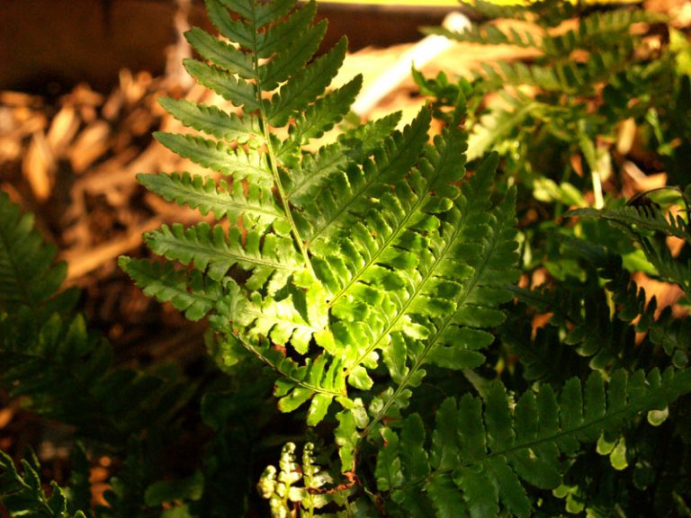 Hardy Ferns | Central Texas Gardener