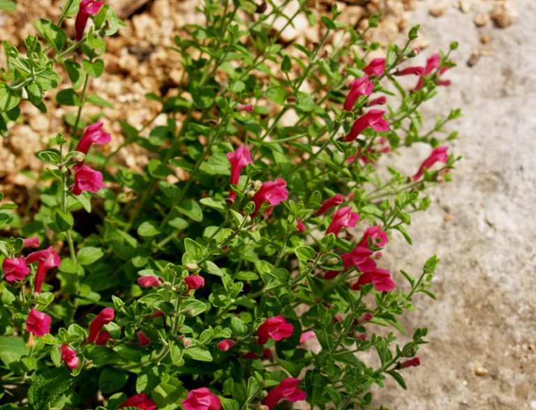 Curbside Plants | Central Texas Gardener