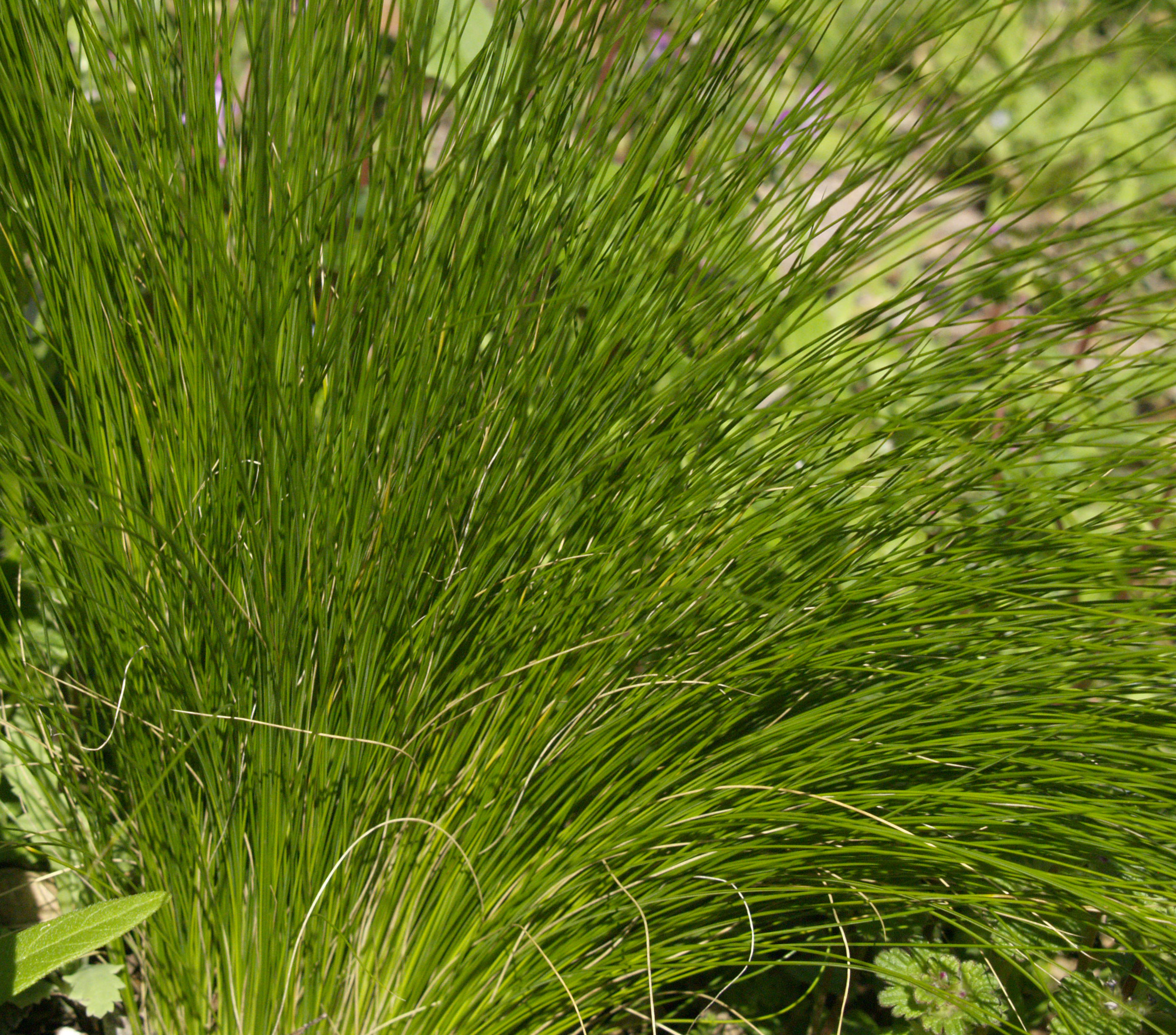 Mexican Feather Grass Seed