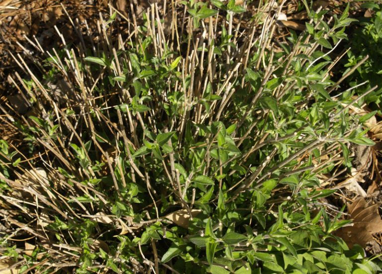 Zexmenia (Wedelia texana) cut back for winter | Central Texas Gardener