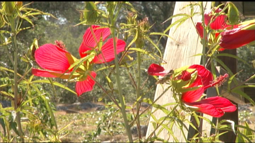 Texas Star Hibiscus Central Texas Gardener   Hibiscus Pow2 