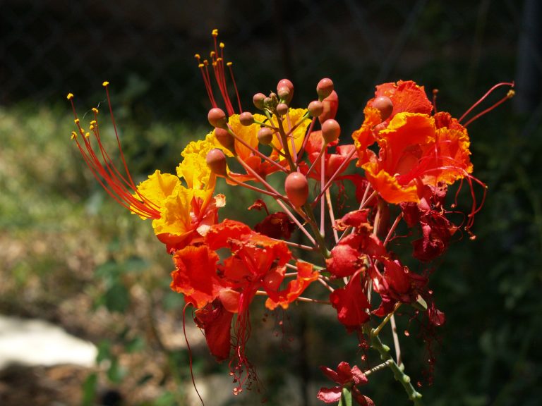 Pride Of Barbados 