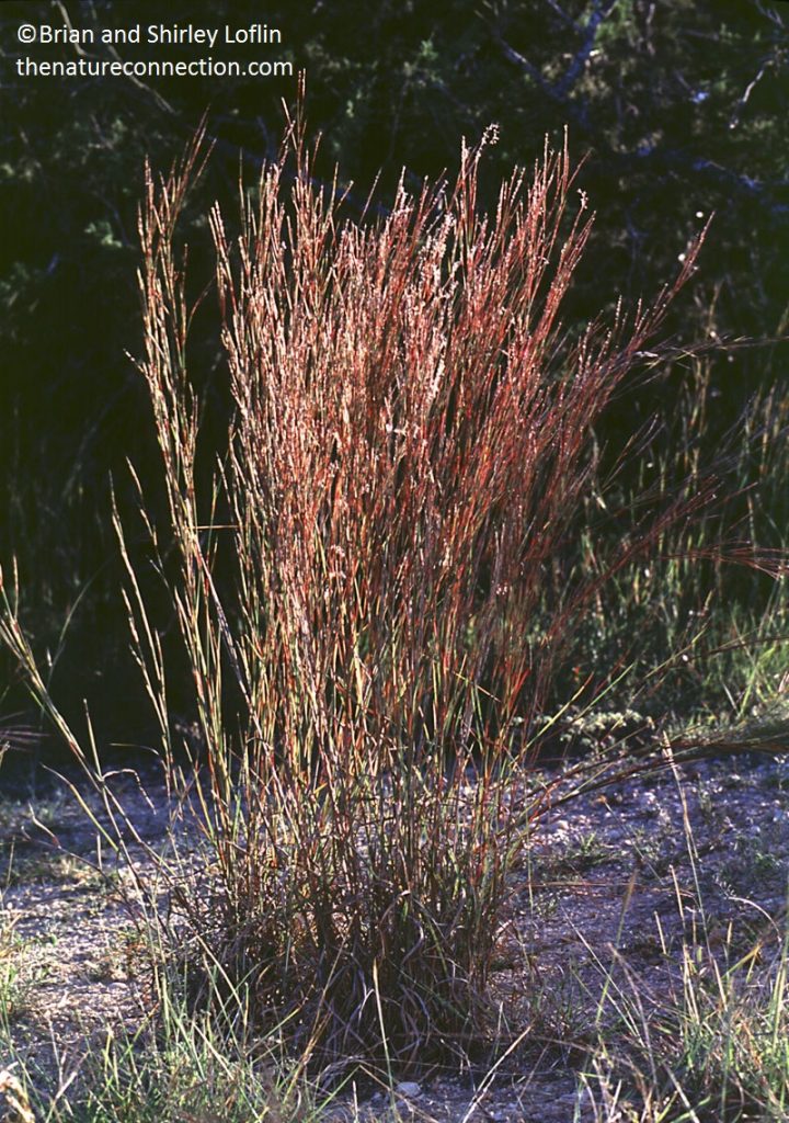 Native Grasses Central Texas Gardener