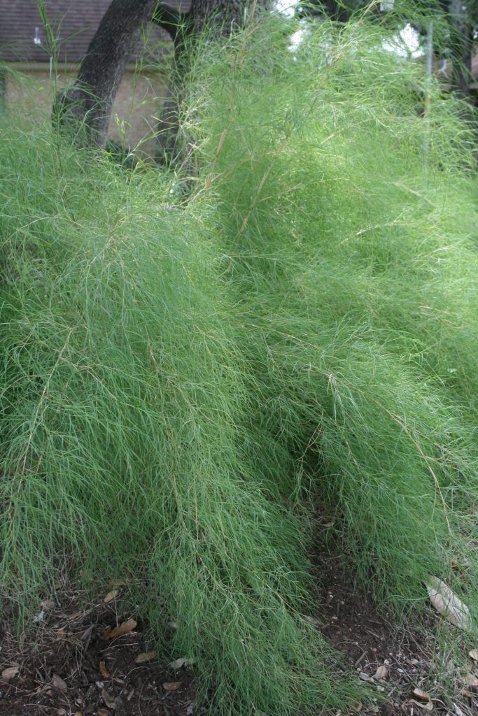 Bamboo Muhly | Central Texas Gardener