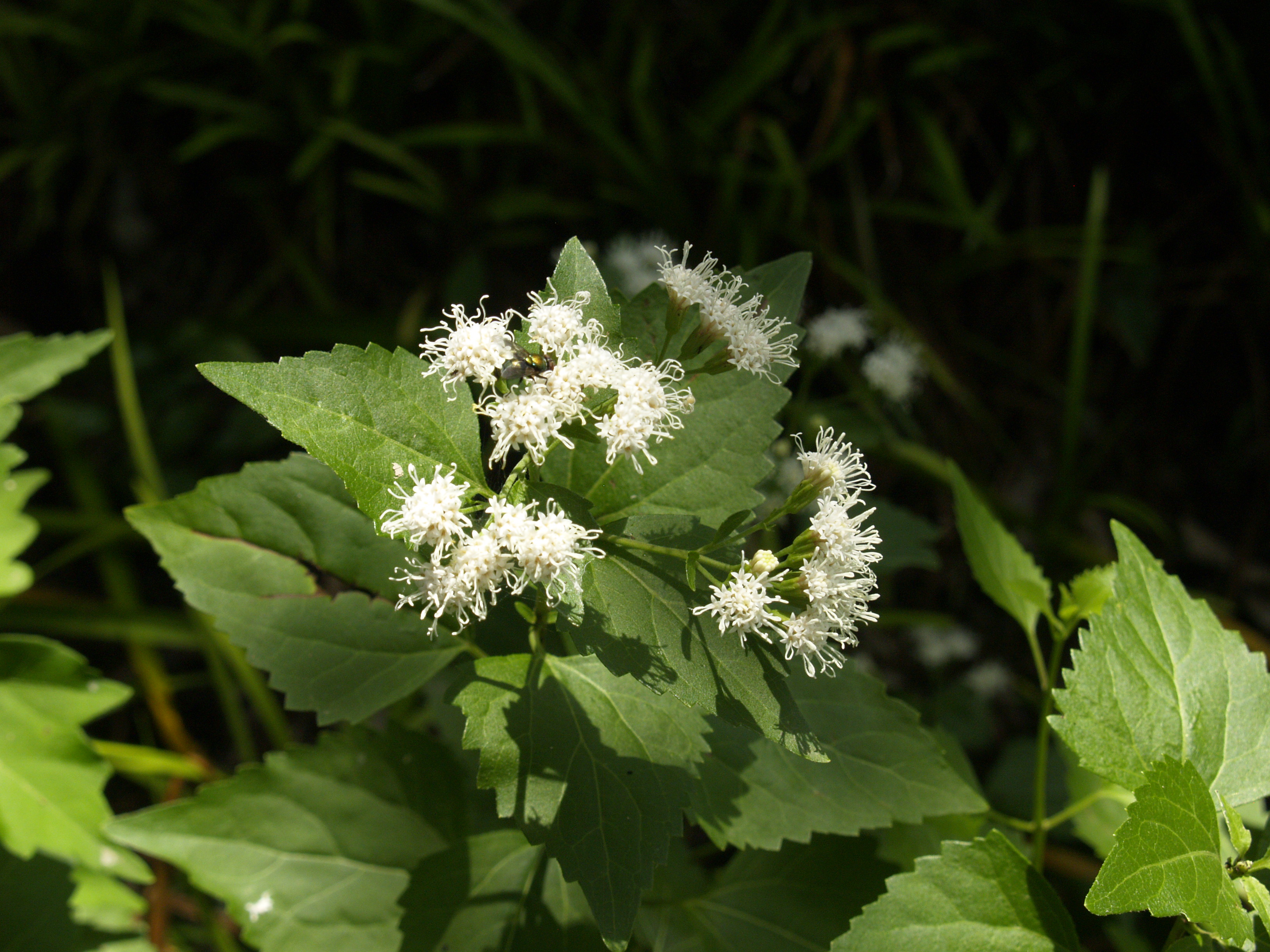 White Mistflower | Central Texas Gardener