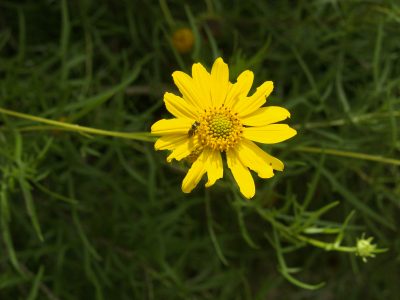 Skeleton-Leaf Goldeneye | Central Texas Gardener