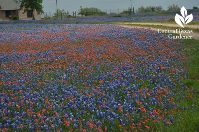 Bluebonnets Indian paintbrush prairie restoration central texas