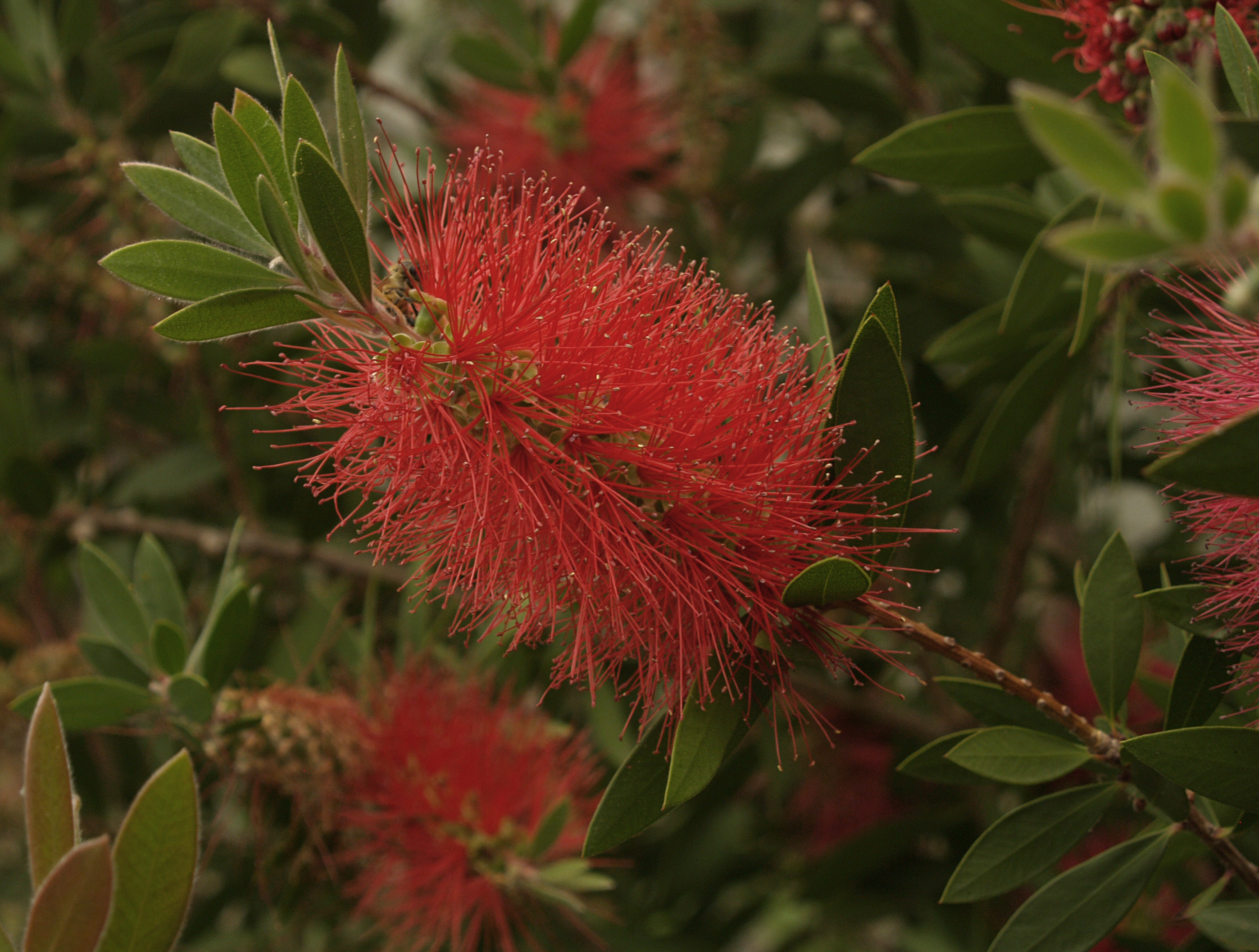Learn How to Plant, Grow, and Maintain a Beautiful Bottle Brush Tree