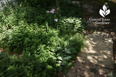 snake herb with lamb's ears and 'John Fanick' phlox