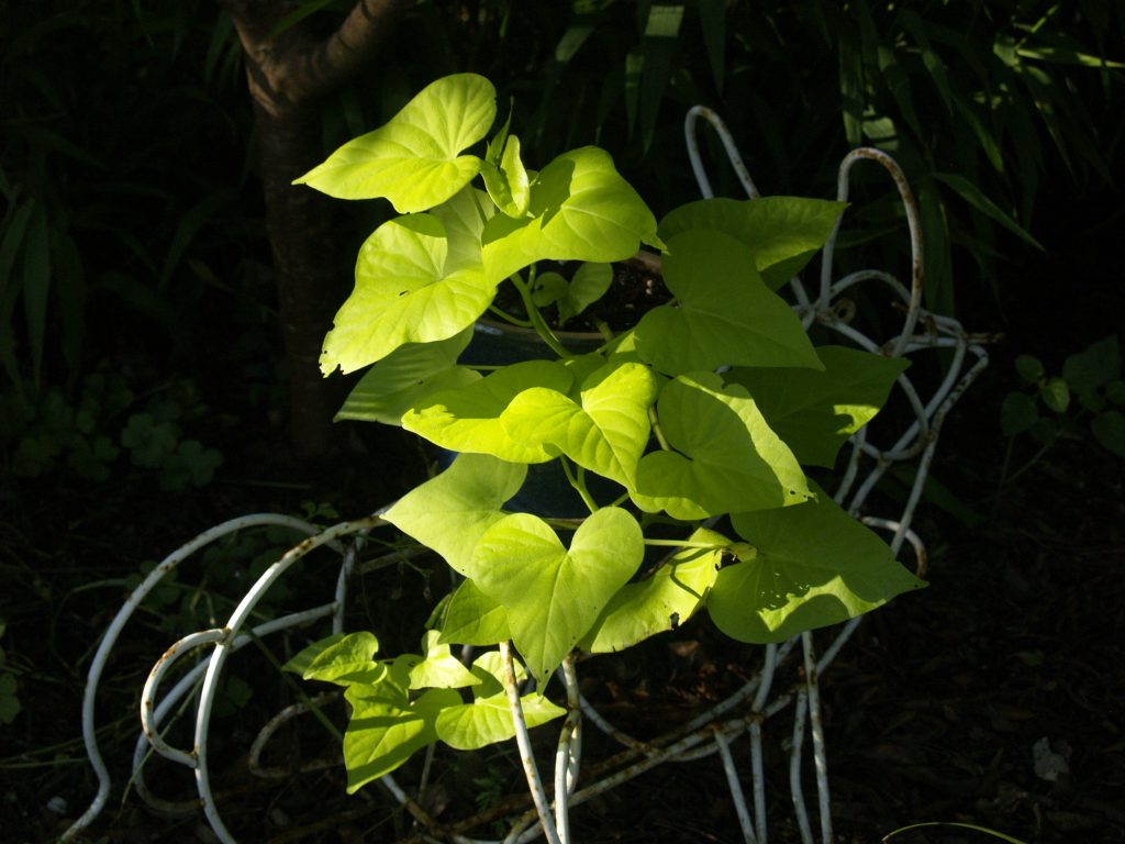 What Is Another Word For Sweet Potato Vine