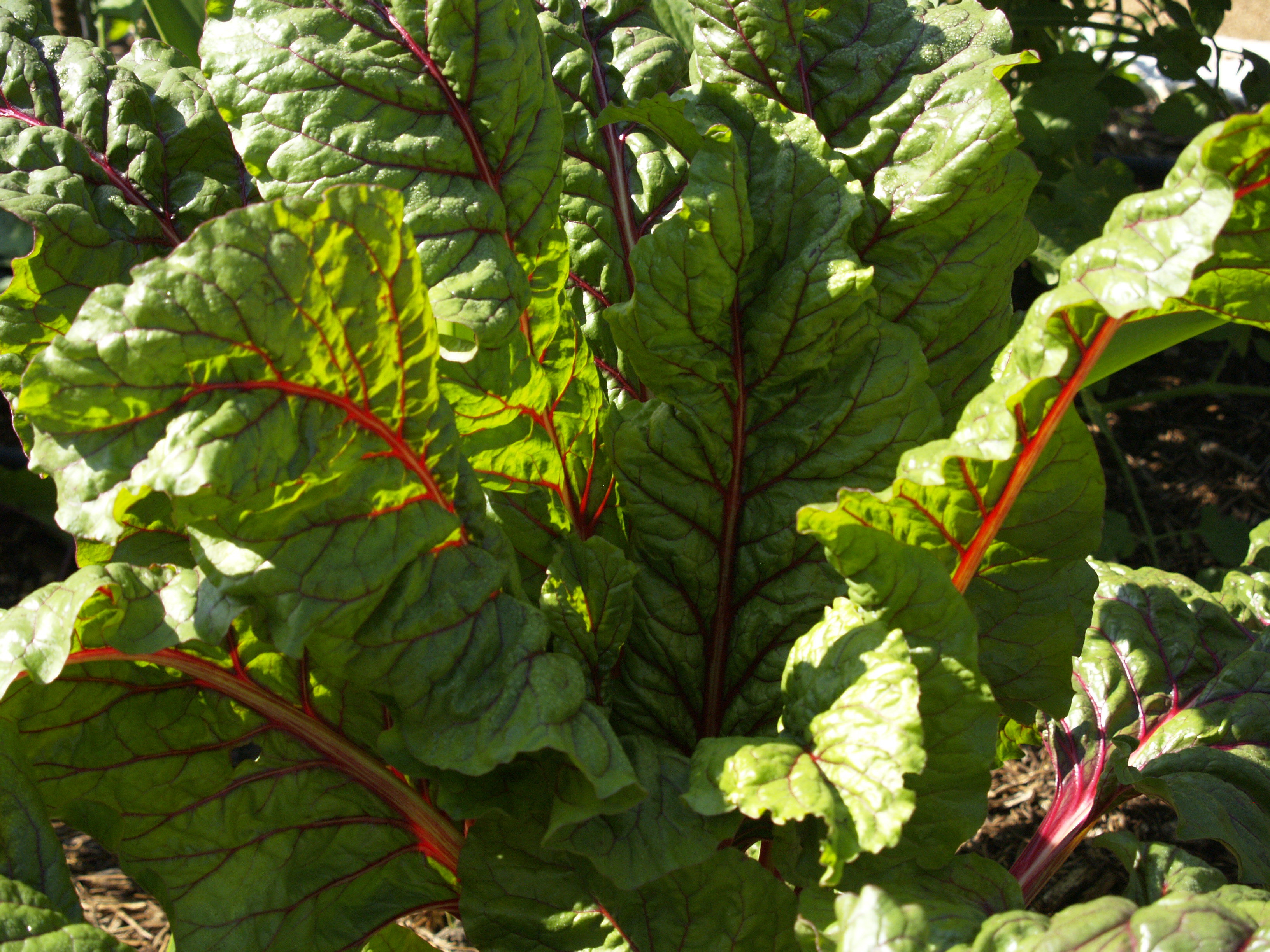 Swiss Chard | Central Texas Gardener