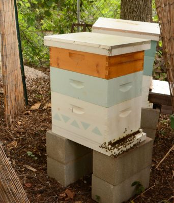 Bee-Hind the Scenes With Beekeepers & How We Help | Central Texas Gardener