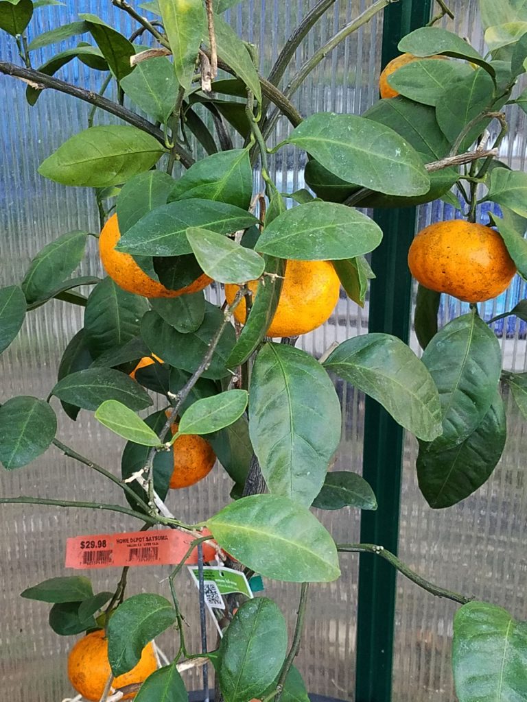 Satsuma Orange Central Texas Gardener