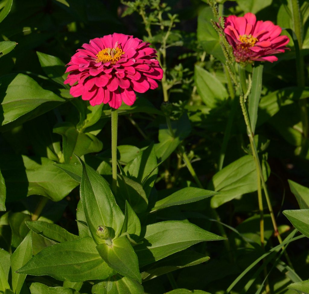 Zinnia Central Texas Gardener