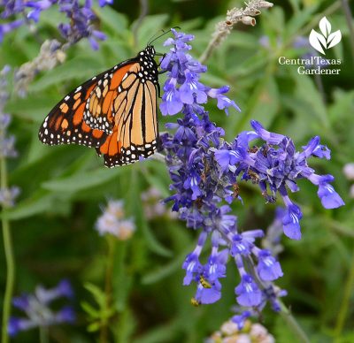 Native Plants: Summer Prune for Fall Flower Power! | Central Texas Gardener