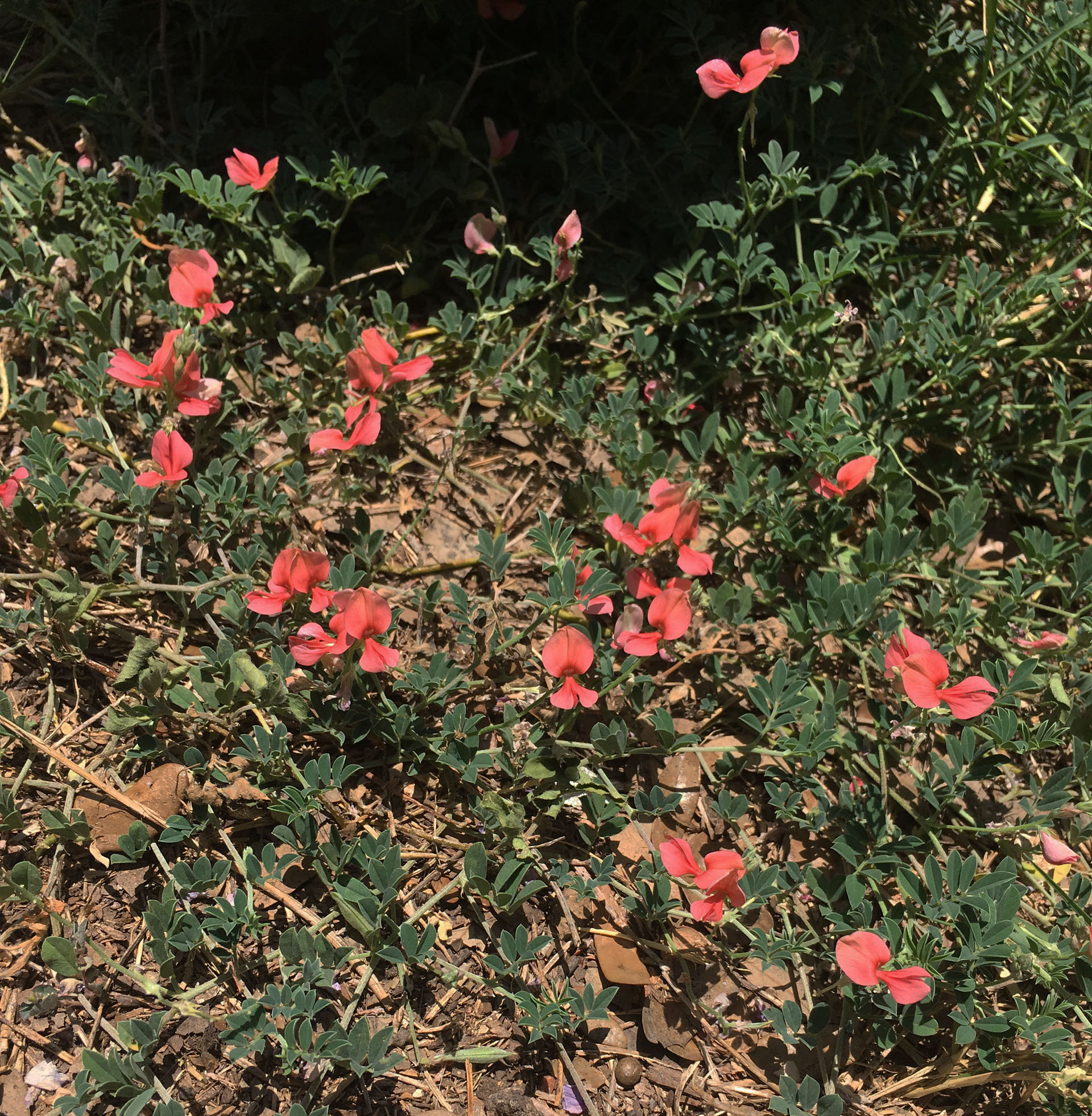 Scarlet Pea | Central Texas Gardener