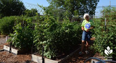 Evergreen Ideas + Helping Hands to Feed Neighbors | Central Texas Gardener