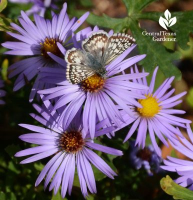 common checkered-skipper on fall aster