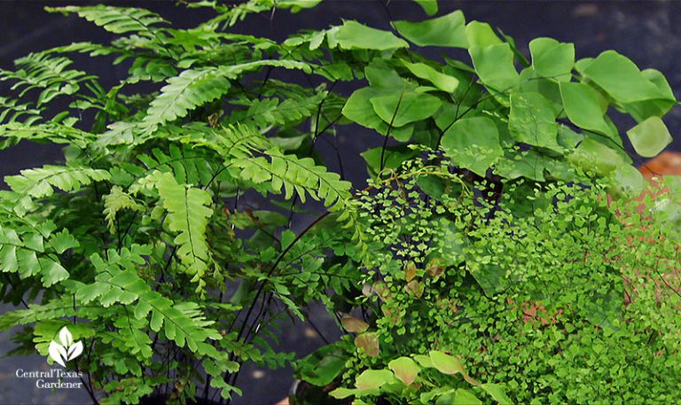 Fawning Over Ferns | Central Texas Gardener