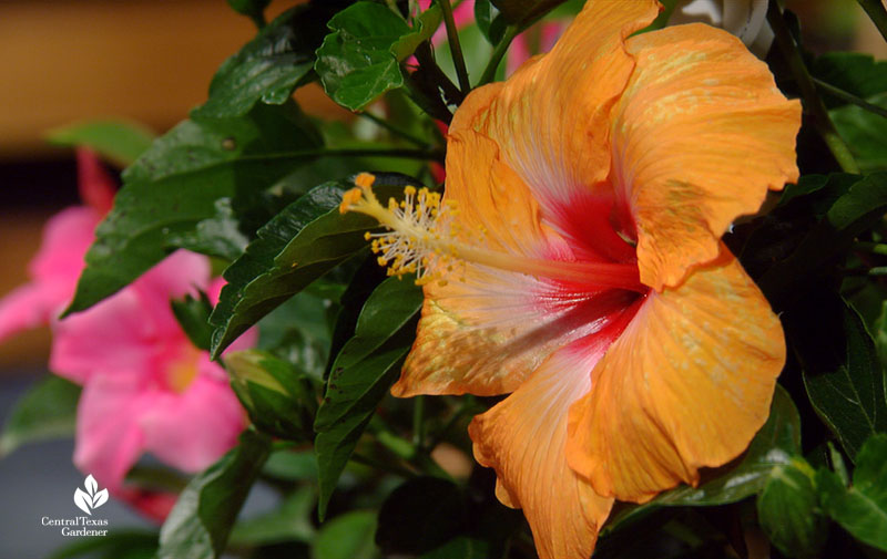 How to Fertilize tropical hibiscus Central Texas Gardener