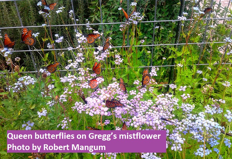 Queen butterflies on Gregg's mistflower by Robert Mangum Central Texas Gardener