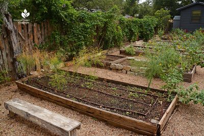 Growing Wellness in a Garden: Meredith Thomas | Central Texas Gardener