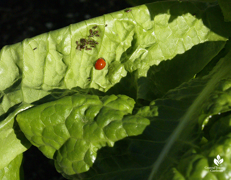 Ladybug with black aphid insects on leaf