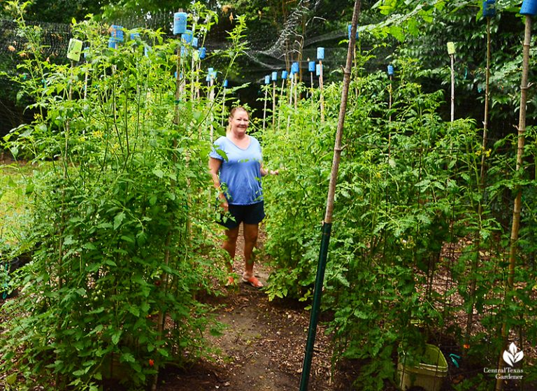 Top Tomato Tips for Hot Climates | Central Texas Gardener