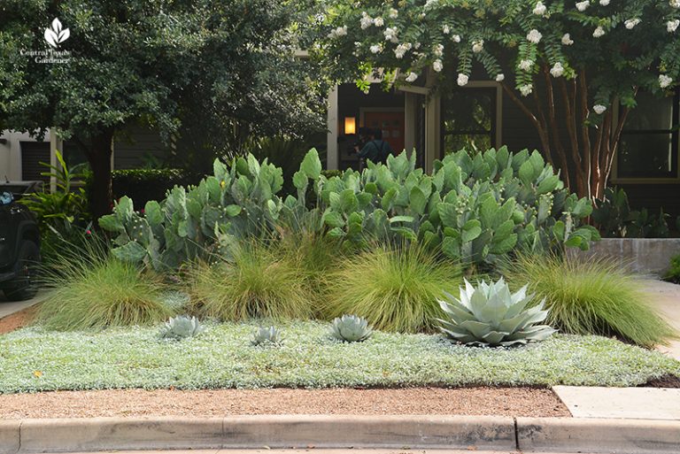 Grow A Bunch Of Native Grasses And Sedges Central Texas Gardener