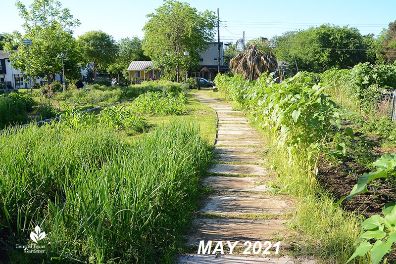 Este Garden main path to street May 2021