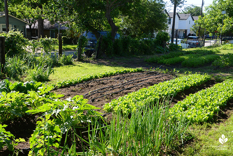 Este Garden small urban farm in old neighborhood