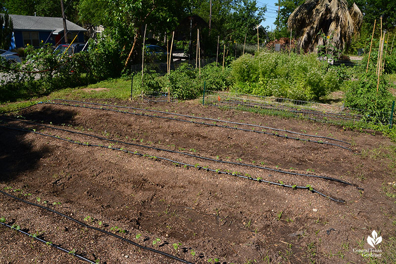 new farmer beds row-based vegetables Este Garden