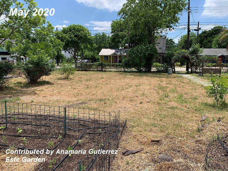 Bermuda grass Este Garden before picture May 2020