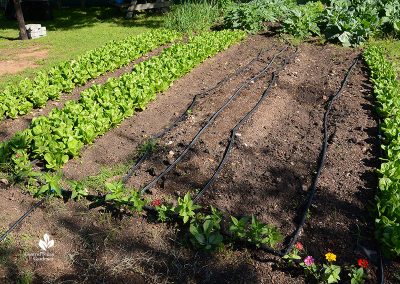 Female Farmers: Este Garden | Central Texas Gardener