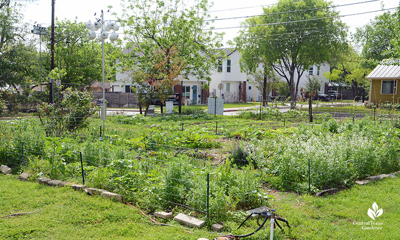vegetable beds Este Garden April 2021