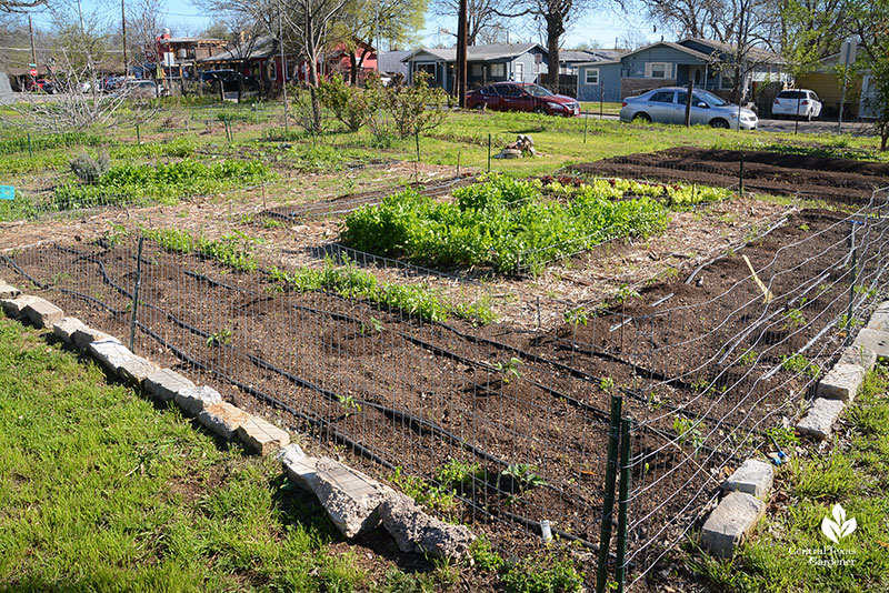 vegetable gardens newly planted Este Garden March 2021