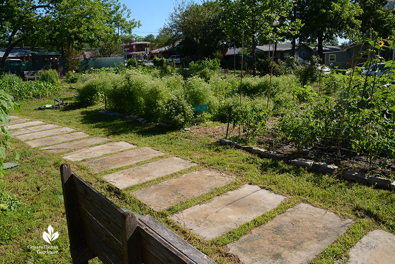 vegetable beds Este Garden May 2021