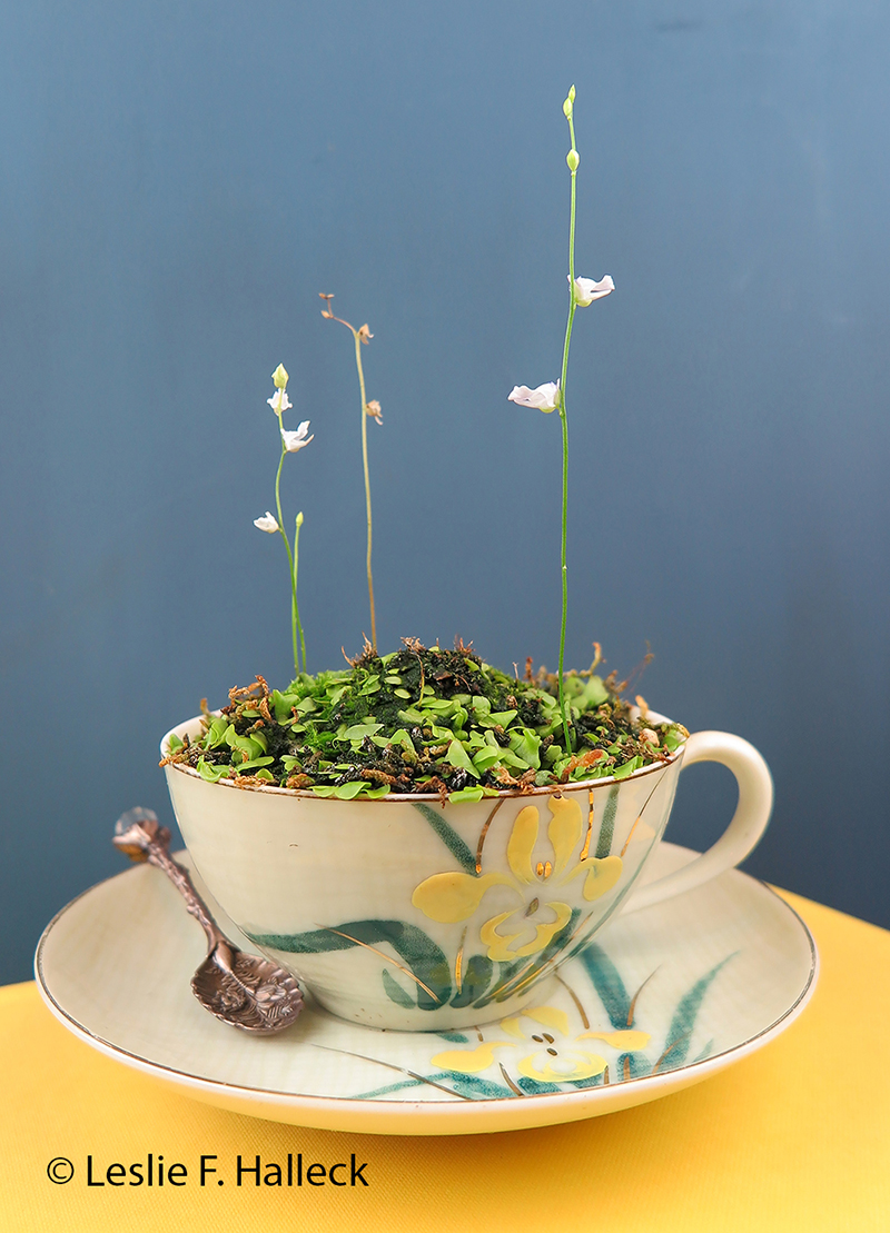 bladderwort plant in a teacup