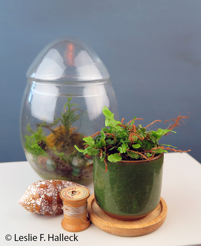 clinging snake fern or vine fern one in a glass bell jar
