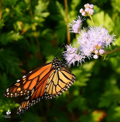 Permaculture Garden Design: Suthi and Sanjay Nagar | Central Texas Gardener