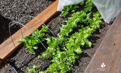 Enclosed Raised Bed Garden Design | Central Texas Gardener