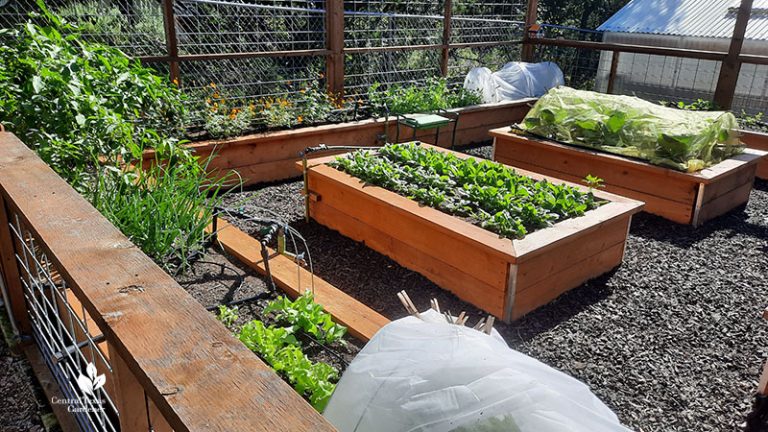 Enclosed Raised Bed Garden Design | Central Texas Gardener