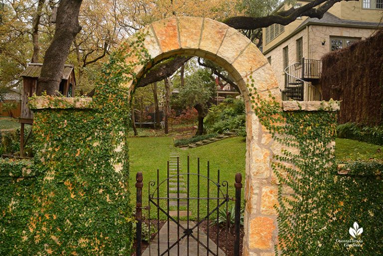 Romancing Shade, Even in Winter | Central Texas Gardener