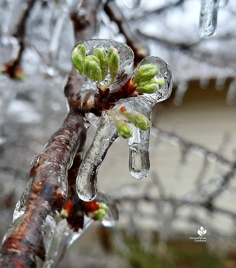 flower bud encased in ice