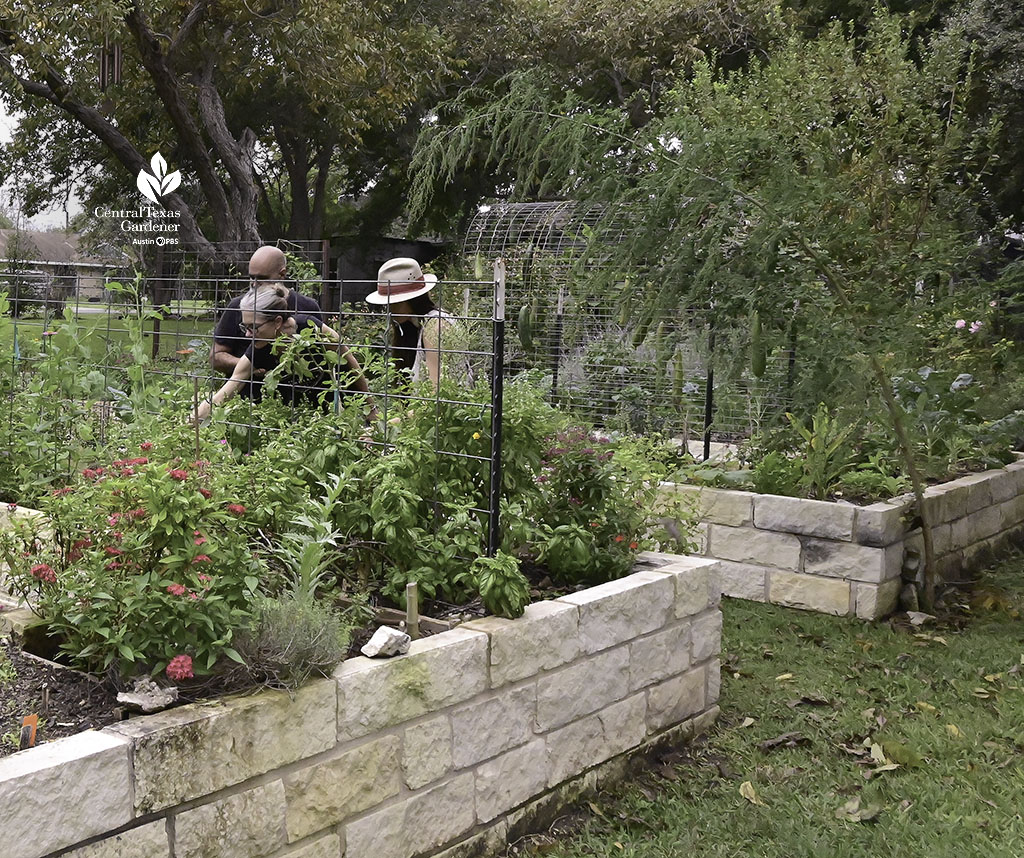 man and two women looking at plants growing in raised limestone beds and cattle panel trellis 